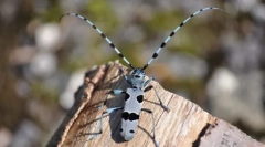Usač alpine